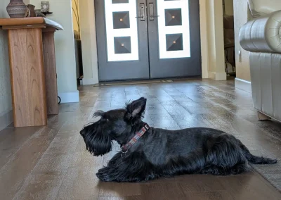 Angus